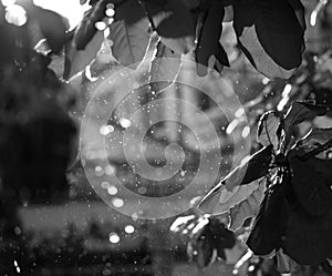 CLOSE-UP OF RAINDROPS AND BLURRY LEAVES