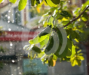 CLOSE-UP OF RAINDROPS AND BLURRY LEAVES