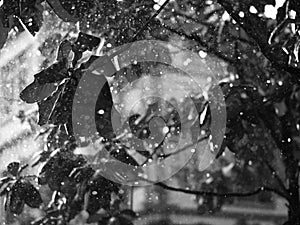 CLOSE-UP OF RAINDROPS AND BLURRY LEAVES