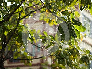 CLOSE-UP OF RAINDROPS AND BLURRY LEAVES