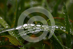 Close up raindrops or dew on green grass