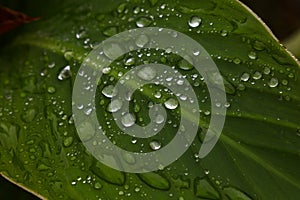 Close up raindrops or dew on green leaf