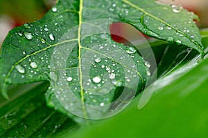 close up raindrops on green tropical leave