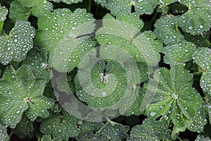 Close-up of raindrops on a leaf of the alchemy mollis plant. Alchemilla mollis is a medicinal plant. Healthy herb