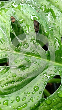 Close up of raindrops on monstera leaves