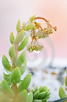 Close up of raindrops on Reddish Saxifrage.