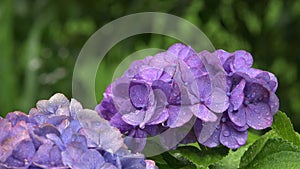 Close-up rainy wet hydrangea flowerã€€