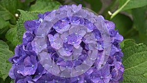 Close-up rainy wet hydrangea flowerã€€