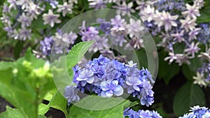 Close-up rainy wet hydrangea flowerã€€