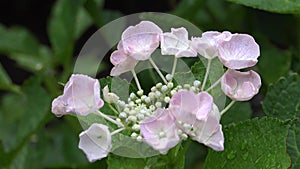 Close-up rainy wet hydrangea flowerã€€