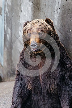 Close up Raised Brown Bears with concrete background at Noboribetsu Bear Park in Hokkaido, Japan
