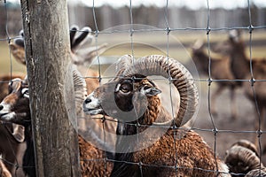 Close-up of a ram\'s head behind a fence. Ram with big curved horns