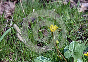 Close up of Ranunculus thora,as known as the buttercup, with Bright yellow flowering , is a plant species of the genus Ranunculus