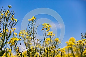 A Close Up of Rapeseed/Canola Crops with a Blue Sky Behind