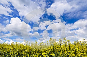 A close-up of rapeseed field