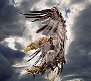 Close-up of a raptorial bird in Burg Guttenberg, Germany photo