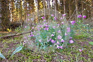 Close up of a Rapunzel bellflower or Rumpelstiltskin, Campanula rapunculus,