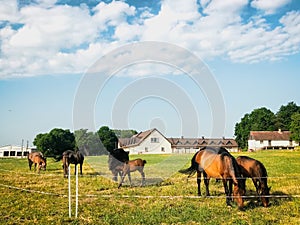 Close up rare beautiful horses stand green field isolated in horse stud farm , Naisiai, Lithuania. Old famous european horses