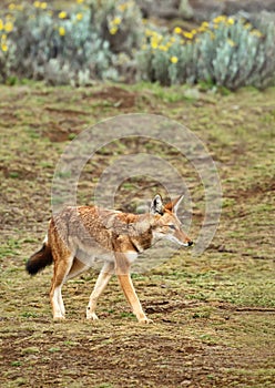 Close up of a rare and endangered Ethiopian wolf