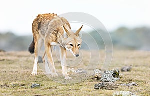 Close up of a rare and endangered Ethiopian wolf