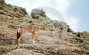 Close up of a rare and endangered Ethiopian wolf photo