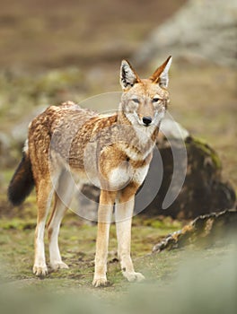 Close up of a rare and endangered Ethiopian wolf photo