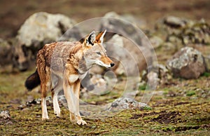 Close up of a rare and endangered Ethiopian wolf photo