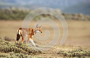 Close up of a rare and endangered Ethiopian wolf photo