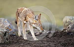 Close up of a rare and endangered Ethiopian wolf photo