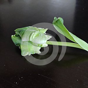 Close-up of rare Green and white tulip.