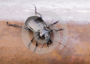 Close up of rare insect Calosoma Carabinae on iron red rusty background photo