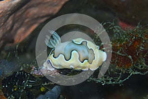 Close-up of a rare nudibranch off Padre Burgos, Leyte, Philippines