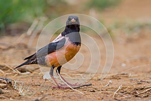 Close up of rare Rosy Starling (Pastor roseus)