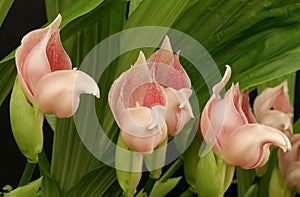 Close up of rare soft pink anguloa orchids and foliage photo