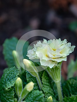 Close-up of rare white terry flowers of forest Common Primrose Primula acaulis or primula vulgaris.