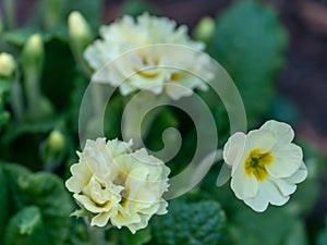 Close-up of rare white terry flowers of forest Common Primrose Primula acaulis or primula vulgaris