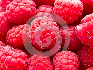 Close up of Rasberries