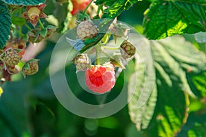 Close-up of raspberry berry scientific name Rubus Idaeus on a summer day on natural background.