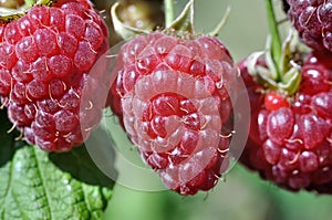 close-up of raspberry branch in the garden