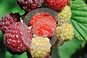 close-up of raspberry branch in the garden