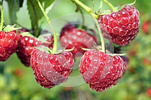 close-up of raspberry branch in the garden