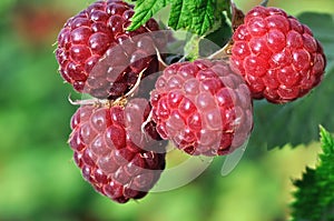 close-up of raspberry branch in the garden