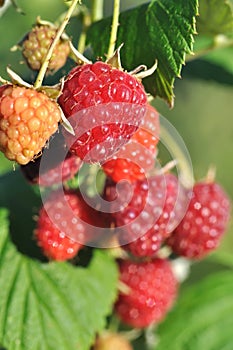 Close-up of raspberry branch in the garden