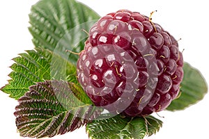 Close-up on raspberry isolate, berry on white background, Generative AI
