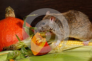 Close-up rat climbs on corn near orange pumpkin inside of pantry.