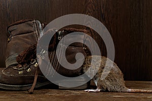 Close-up a rat crawls into a leaky brown boot on a wooden floor.