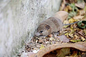 Close up the rat in dry leaf background. Animal contagious disease concept