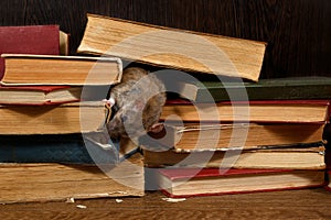 Close-up the rat gnaws spine of the book on pile of old books in the library.