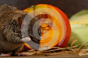 Close-up rat sits near orange pumpkin inside of pantry.