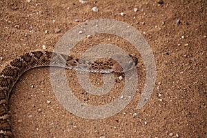 Close Up of Rattle Snake on Sand